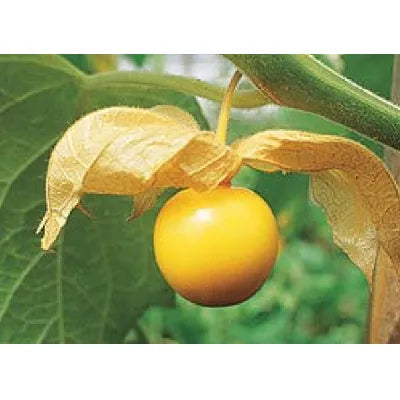 Juá, pequeno fruto
