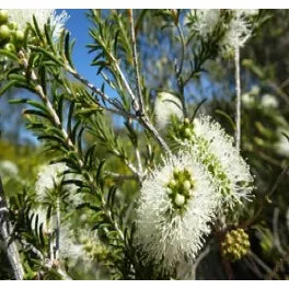 Melaleuca