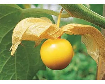 Juá, pequeno fruto