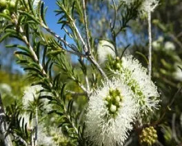 Melaleuca