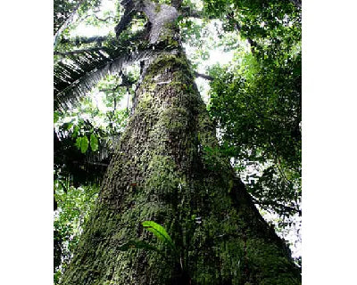 Castanheira da Amazônia