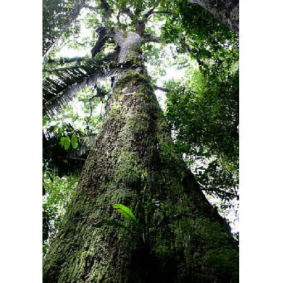 Castanheira da Amazônia